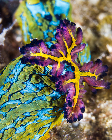 Nudibranch Gills
