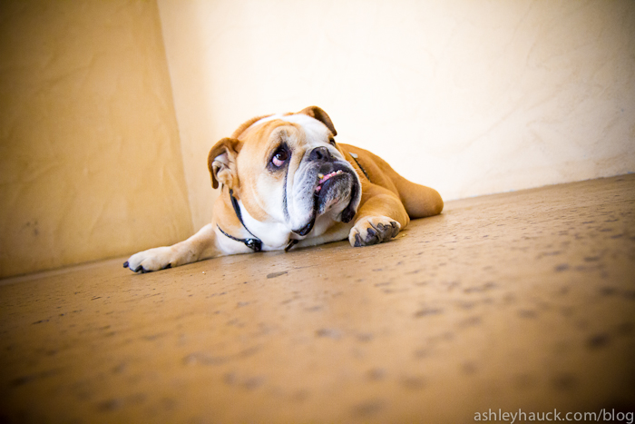 Bulldog at Balboa Park