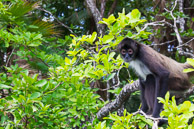 Monkey on the Lamanai River, Belize