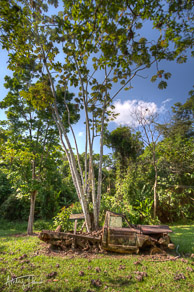 Truck "planter" at the Cockscomb Basin Wildlife Sanctuary/Jaguar Preserve, Belize