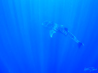 Whale shark at Gladden Spit, Belize