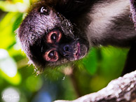 Monkey on the Lamanai River, Belize