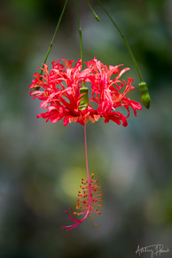 Tropical flower at the Belize Zoo