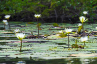 Water lilies on the Lamanai River, Belize
