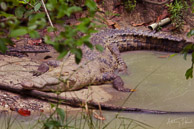 Crocodile at the Belize Zoo