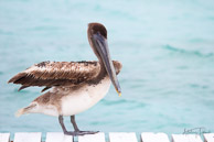 Pelican at Half Moon Caye, Belize