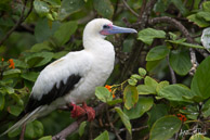 Red-footed Booby at Half Moon Caye, Belize
