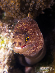 Moray eel at Caye Caulker, Belize