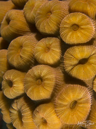 Soft coral at Caye Caulker, Belize