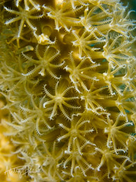 Soft coral at Caye Caulker, Belize