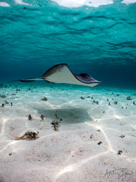 Snorkeling with stingrays and nurse sharks at Stingray Alley, Belize