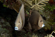 Pair of angelfish, Belize