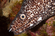 Spotted Moray Eel, Curaçao