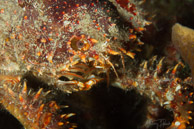 Channel Clinging Crab, Curaçao