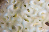 Lettuce Sea Slug close-up, Curaçao