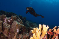 Coral reef scene, Curaçao