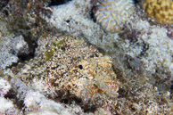 Scorpionfish, Curaçao