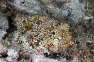 Scorpionfish, Curaçao