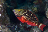 Parrotfish, Curaçao