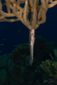 Pipefish, Curaçao