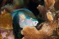 Parrotfish, Curaçao