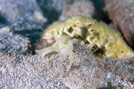 Lettuce Sea Slug, Curaçao