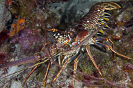 Lobster, Curaçao