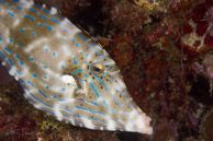 Scrawled Filefish, Curaçao