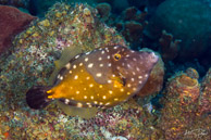Whitespotted Filefish, Curaçao