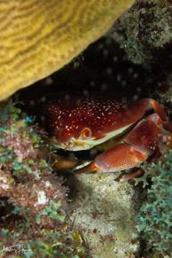 Batwing Coral Crab, Curaçao