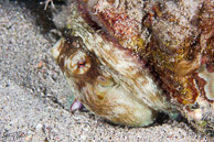 Common Octopus, Curaçao