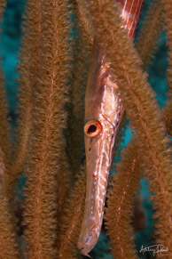 Trumpetfish camouflaged in soft coral, Curaçao