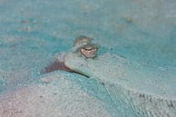 Flounder, Curaçao