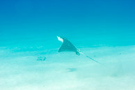 Spotted Eagle Ray, Curaçao