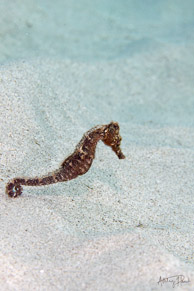 Seahorse, Curaçao