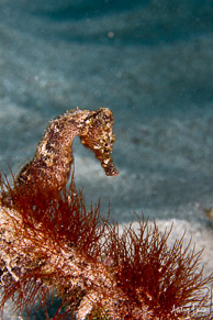 Seahorse, Curaçao
