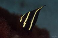 Juvenile French Angelfish, Curaçao