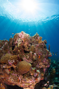 Coral reef scene, Curaçao