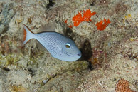 Sargassum Triggerfish, Curaçao