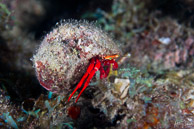 Red Reef Hermit Crab, Curaçao