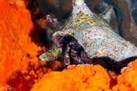 White Speckled Hermit Crab, Curaçao
