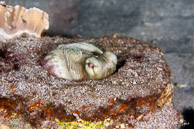 Common octopus, Curaçao