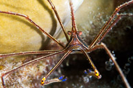 Arrow Crab, Curaçao