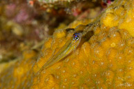 Peppermint Goby, Curaçao
