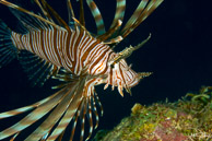 Lionfish, Curaçao