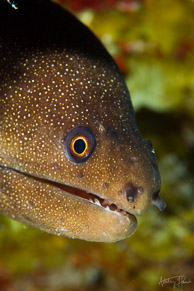 Goldentail Moray Eel, Curaçao