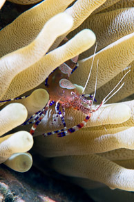 Spotted Cleaner Shrimp, Curaçao