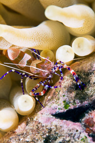 Spotted Cleaner Shrimp, Curaçao
