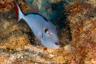 Sargassum Triggerfish, Curaçao