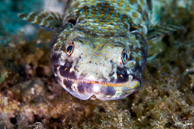 Lizardfish, Curaçao